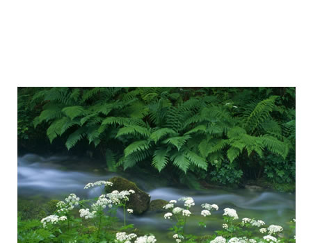 vegetación en agua dulce